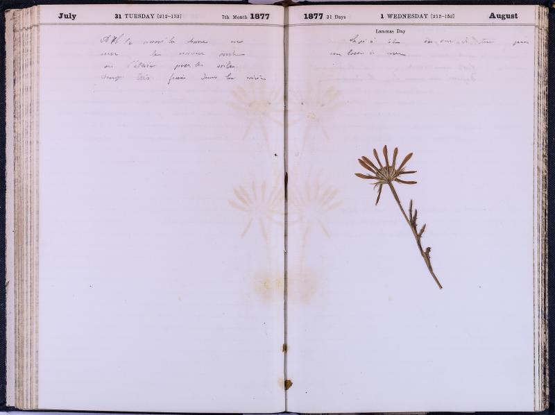 agenda Albert - août 1877 - 01.jpg