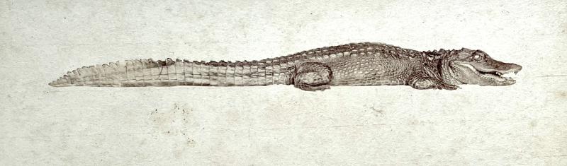Alligator Sinensis (octobre 1878) 08.jpg Alligator Sinensis (octobre 1878) 08.jpg