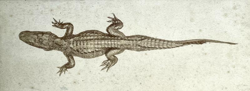 Alligator Sinensis (octobre 1878) 09.jpg Alligator Sinensis (octobre 1878) 09.jpg