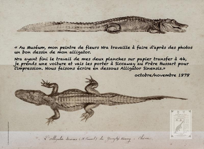 croco OK.jpg