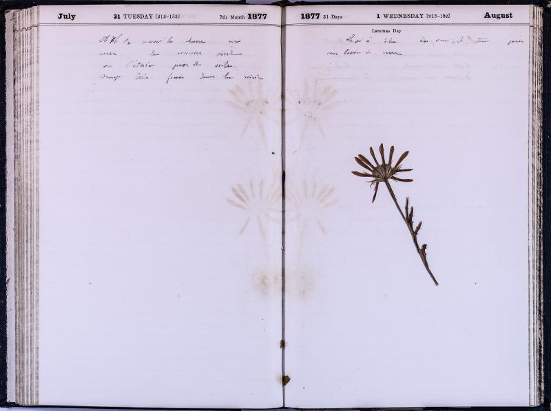 agenda Albert - juillet 1877 - 16.jpg