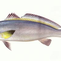 (Miichthys miiuy) 1f.jpg