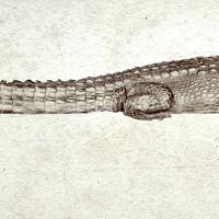 Alligator Sinensis (octobre 1878) 08.jpg
