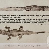 croco OK.jpg